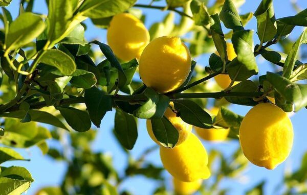 Colomba Candore ai Limoni di Scicli - edizione limitata - immagine 2